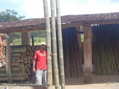 Bambu/Cana da India