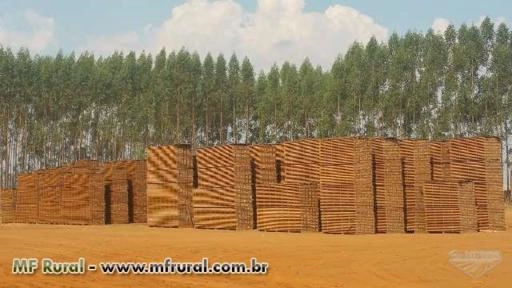 Ipê -Madeira Serrada Imagem Ipê -Madeira Serrada