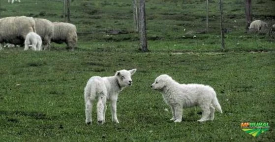 Filhotes de kuvasz