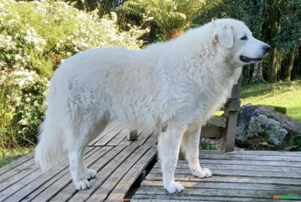 Filhotes de kuvasz