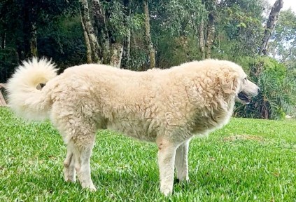 Filhotes de kuvasz