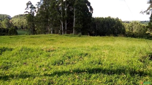 Pasto para arrendar em Ortigueira PR Imagem Pasto para arrendar em Ortigueira PR