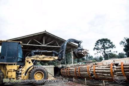 MADEIRAS TRATADAS Imagem MADEIRAS TRATADAS