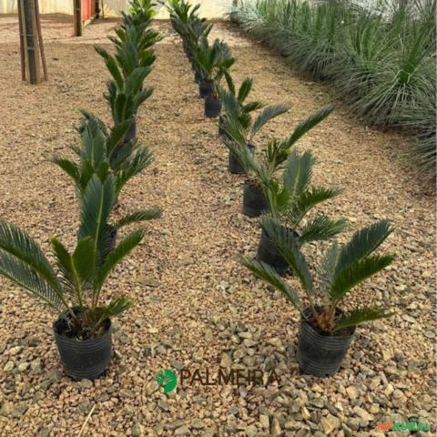 Imagem CYCA REVOLUTA N°0 Imagem CYCA REVOLUTA N°0