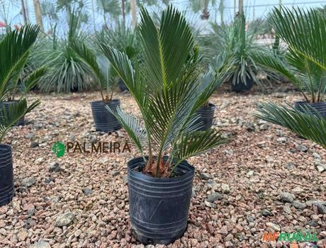 Imagem CYCA REVOLUTA N°0 Imagem CYCA REVOLUTA N°0