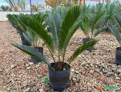 CYCA REVOLUTA N°0 Imagem CYCA REVOLUTA N°0