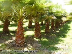 PALMEIRA WASHINGTONIA