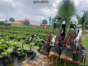 Mudas de Palmeira Washingtônia curada produzida no bidim