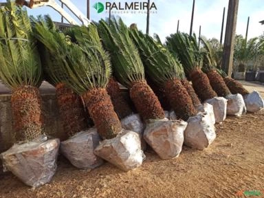 MUDAS CICA HÍBRIDA / SUPER CYCA Imagem MUDAS CICA HÍBRIDA / SUPER CYCA