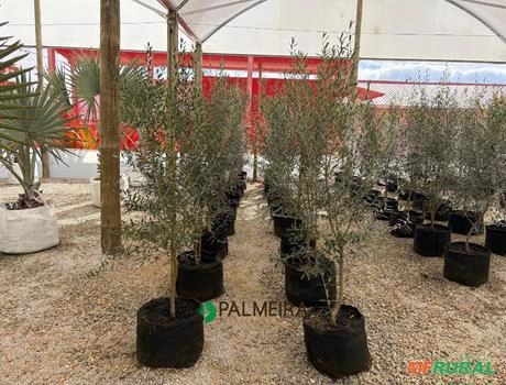 Oliveira ornamental N°4 Imagem Oliveira ornamental N°4