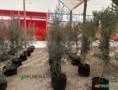 Oliveira ornamental N°4 Imagem Oliveira ornamental N°4