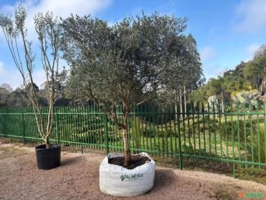 Oliveira especial Imagem Oliveira especial