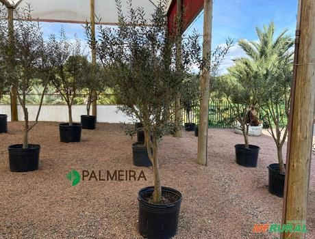 Oliveiras  Ornamental DAP 6 - 7 Imagem Oliveiras  Ornamental DAP 6 - 7