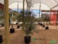 Oliveiras  Ornamental DAP 4 - 5 Imagem Oliveiras  Ornamental DAP 4 - 5