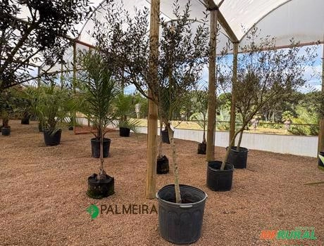 Imagem Oliveiras  Ornamental DAP 4 - 5 Imagem Oliveiras  Ornamental DAP 4 - 5