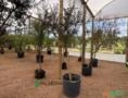 Oliveiras  Ornamental DAP 4 - 5 Imagem Oliveiras  Ornamental DAP 4 - 5
