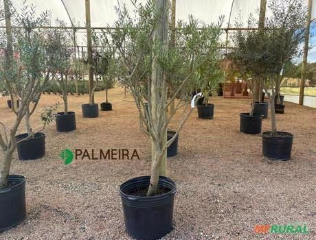 Imagem Oliveiras  Ornamental DAP 4 - 5 Imagem Oliveiras  Ornamental DAP 4 - 5