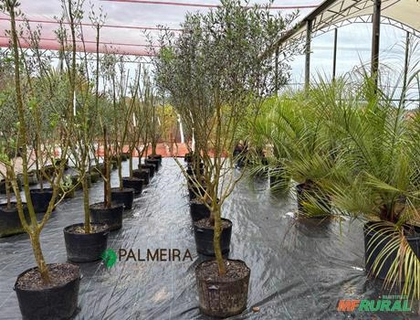 Imagem Oliveiras  Ornamental DAP 4 - 5 Imagem Oliveiras  Ornamental DAP 4 - 5