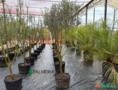 Oliveiras  Ornamental DAP 4 - 5 Imagem Oliveiras  Ornamental DAP 4 - 5