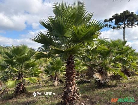 Palmeira washingtônia 200m a 220m Imagem Palmeira washingtônia 200m a 220m