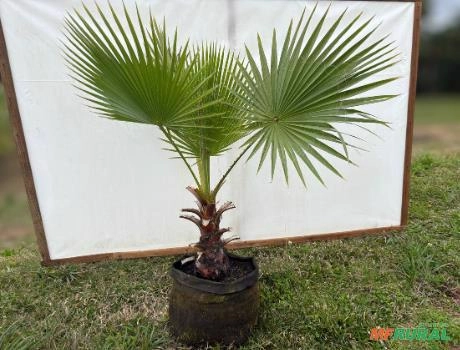 Imagem Palmeira washingtônia N°2 100m a 120m Imagem Palmeira washingtônia N°2 100m a 120m