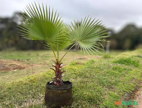 Palmeira washingtônia N°2 100m a 120m Imagem Palmeira washingtônia N°2 100m a 120m