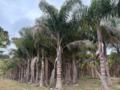 Jerivá Syagrus Romanzoffiana 500m a 520m Imagem Jerivá Syagrus Romanzoffiana 500m a 520m
