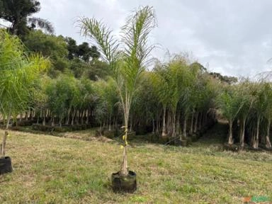 Jerivá Syagrus Romanzoffiana N°3 250M A 270M Imagem Jerivá Syagrus Romanzoffiana N°3 250M A 270M