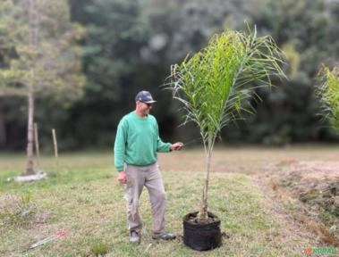 Jerivá / Jerivá Syagrus Romanzoffiana N°2 1,75M A 1,95M Imagem Jerivá / Jerivá Syagrus Romanzoffiana N°2 1,75M A 1,95M