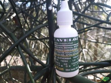 Mudas da Planta Medicinal Aveloz Imagem Mudas da Planta Medicinal Aveloz