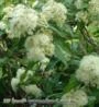 SEMENTES DE BACKHOUSIA CITRIODORA, MURTA LIMÃO PERFUMADO