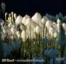 SEMENTES DE BEARGRASS, INDIAN BASKET, XEROPHYLLUM TENAX