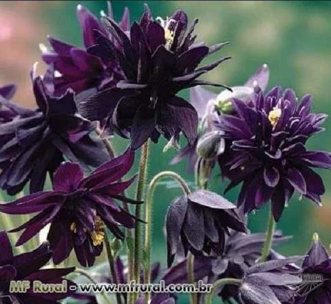 SEMENTES DE ROSA COLUMBINA NEGRA, AQUILEGIA VULGARIS NORA BARLOW BLACK