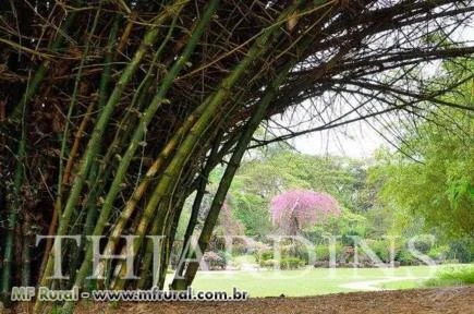 Sementes de Bambu Indiano, Bambusa Bambos