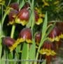 SEMENTES DE FRITILLARIA MICHAILOVSKYI,FRITILLARIA MICHAILOVSKYI-UVA VULPIS TURCA