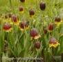 SEMENTES DE FRITILLARIA MICHAILOVSKYI,FRITILLARIA MICHAILOVSKYI-UVA VULPIS TURCA