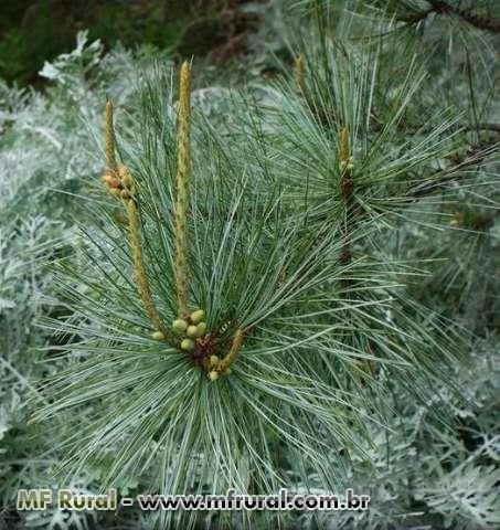 SEMENTES DE PINHÃO MARTINEZ, MAXI-PINHÃO, PINUS MAXIMARTINEZII