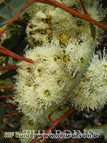 SEMENTES DE EUCALIPTO GOMA CINZA, EUCALYPTUS PUNCTATA