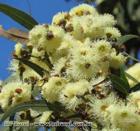 SEMENTE DE CORYMBIA EXIMIA NANA, EUCALIPTO GOMA DOURADA, DWARF GOLDEN GUM, DWARF YELLOW BLOODWOOD