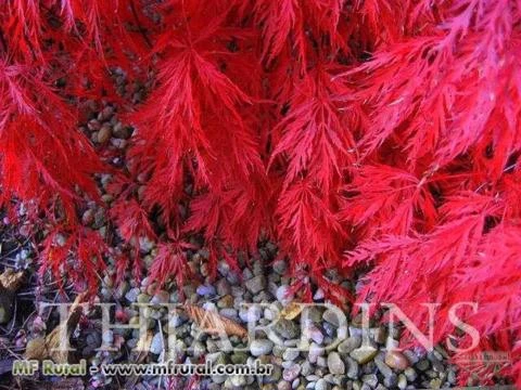 SEMENTE DE MAPLE FOLHA DE RENDA, ACER PALMATUM DISSECTUM ATROPURPUREUM