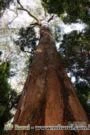 SEMENTES DE EUCALYPTUS PILULARIS, BLACKBUTT, TIMBER TREE EUCALYPTUS, WOOLY GUM