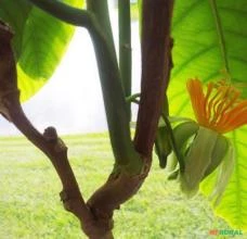 SEMENTES DE MARACUJÁ DE ÁRVORE - PASSIFLORA MACROPHYLLA (GRANADILA DEL MONTE) - FRUTÍFERA RARÍSSIMA