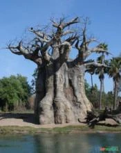 SEMENTE DE BAOBÁ FONY ADANSONIA RUBROSTIPA P/MUDAS ÁRVORES