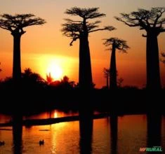 SEMENTES DE BAOBÁ DE MADAGASCAR - ADANSONIA MADAGASCARIENSIS, BAOBÁ DE MAHAJANGA (MUITO RARO)