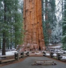 SEQUOIADENDRON GIGANTEUM (SEQUOIA GIGANTE)