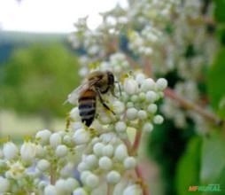 Sementes Árvore da Abelha Melífera Flor para Apicultura Tetradium Danielli