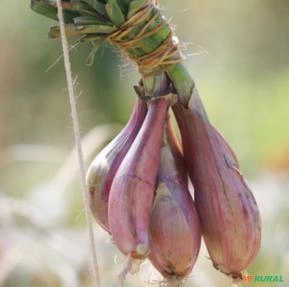 SEMENTES FRESCAS DE CEBOLA CHALOTA SHALOTA FRANCESA VARIEDADE CUISSE DE POULET PARA PLANTIO SEMENTES FRESCAS DE CEBOLA CHALOTA SHALOTA FRANCESA VARIEDADE CUISSE DE POULET PARA PLANTIO