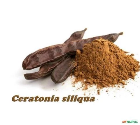 SEMENTES ALFARROBEIRA CERATONIA SILIQUA ALFARROBA VERDADEIRA