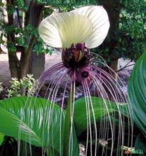 SEMENTES DE TACCA NIVEA - FLOR MORCEGO BRANCA, ORQUIDEA MORCEGO BRANCA (BAT-FLOWER)