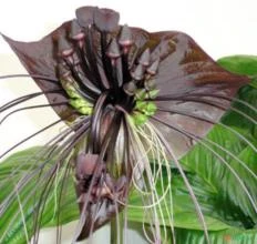 SEMENTES DE TACCA CHANTRIERI, FLOR MORCEGO NEGRA, ORQUIDEA MORCEGO NEGRA, FLORES BELÍSSIMAS